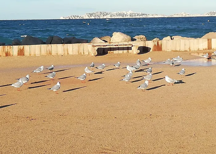 Apt F4 Plage Pointe Rouge 13008 Marseille