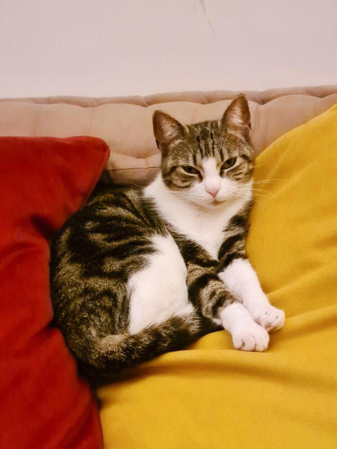 Privatunterkunft Jolie Dans Cosy En Plein Centre *