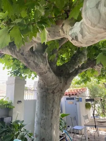 A L\'Ombre Du Platane
