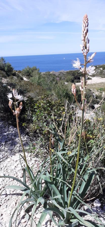 Maison Vue Magistrale Sur Le Port Et Calanques Des Goudes Hébergement de vacances *