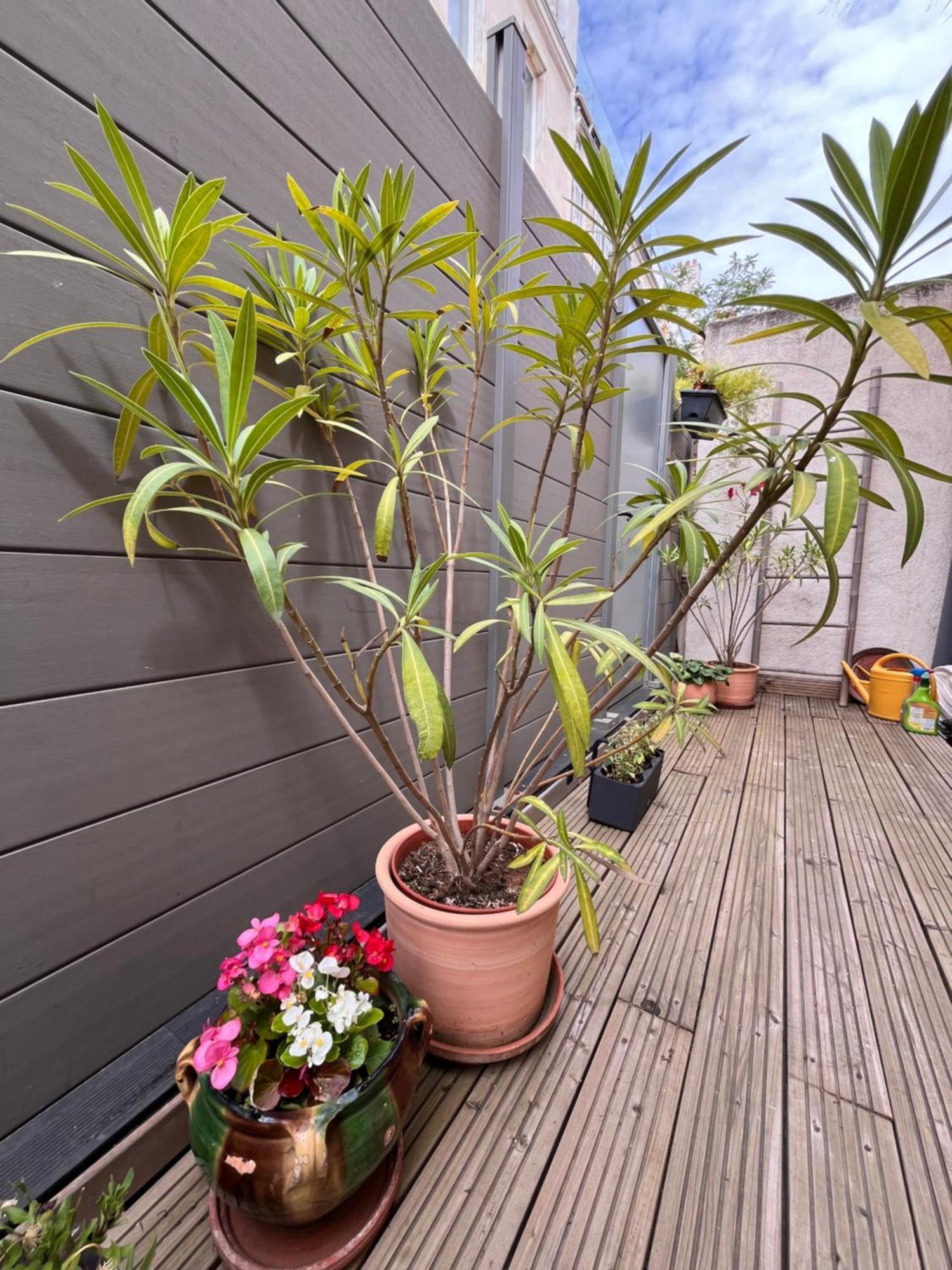 Apartment Chaleureux Avec Terrasse