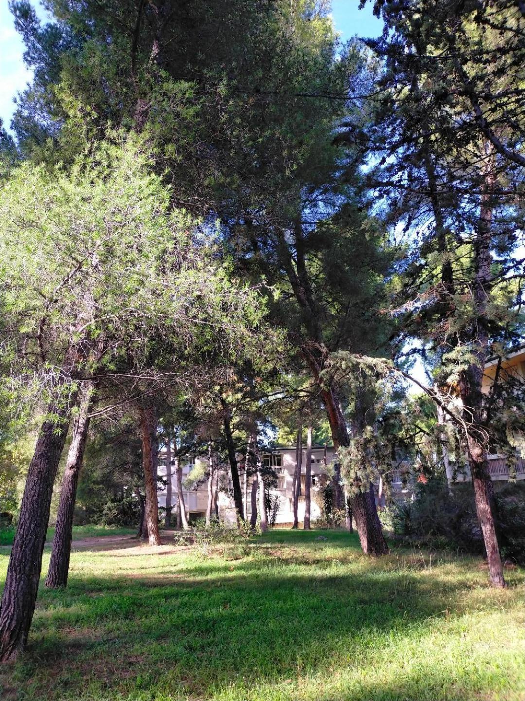 Cigalou Sous Les Pins * Marsella