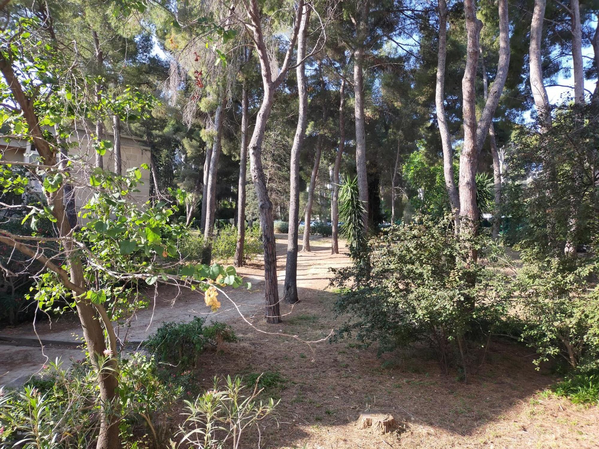 Cigalou Sous Les Pins Marsella