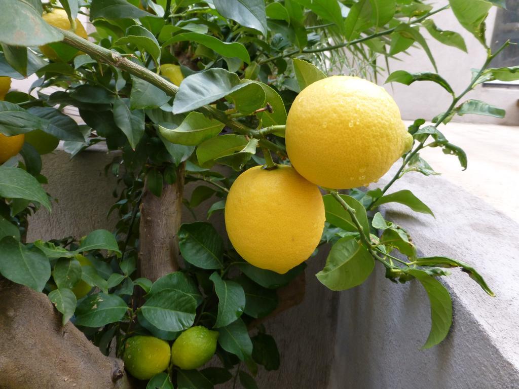 L'orangeraie Et La Palmeraie D'endoume *