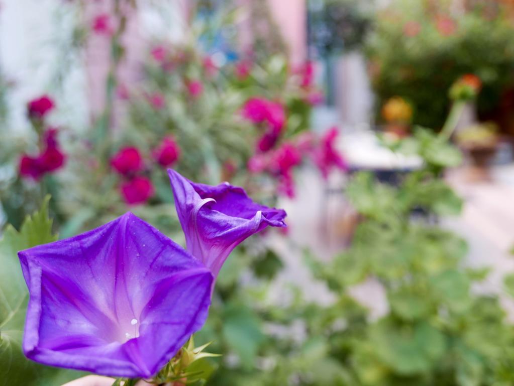 Vieux Port Panier Jardin * Marseilles