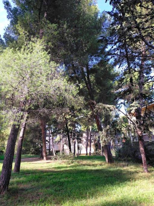 Cigalou Sous Les Pins * Marselha