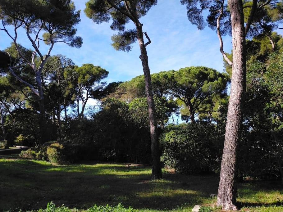 Cigalou Sous Les Pins *