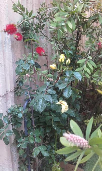 2p. Jardin Calme Centre-ville *