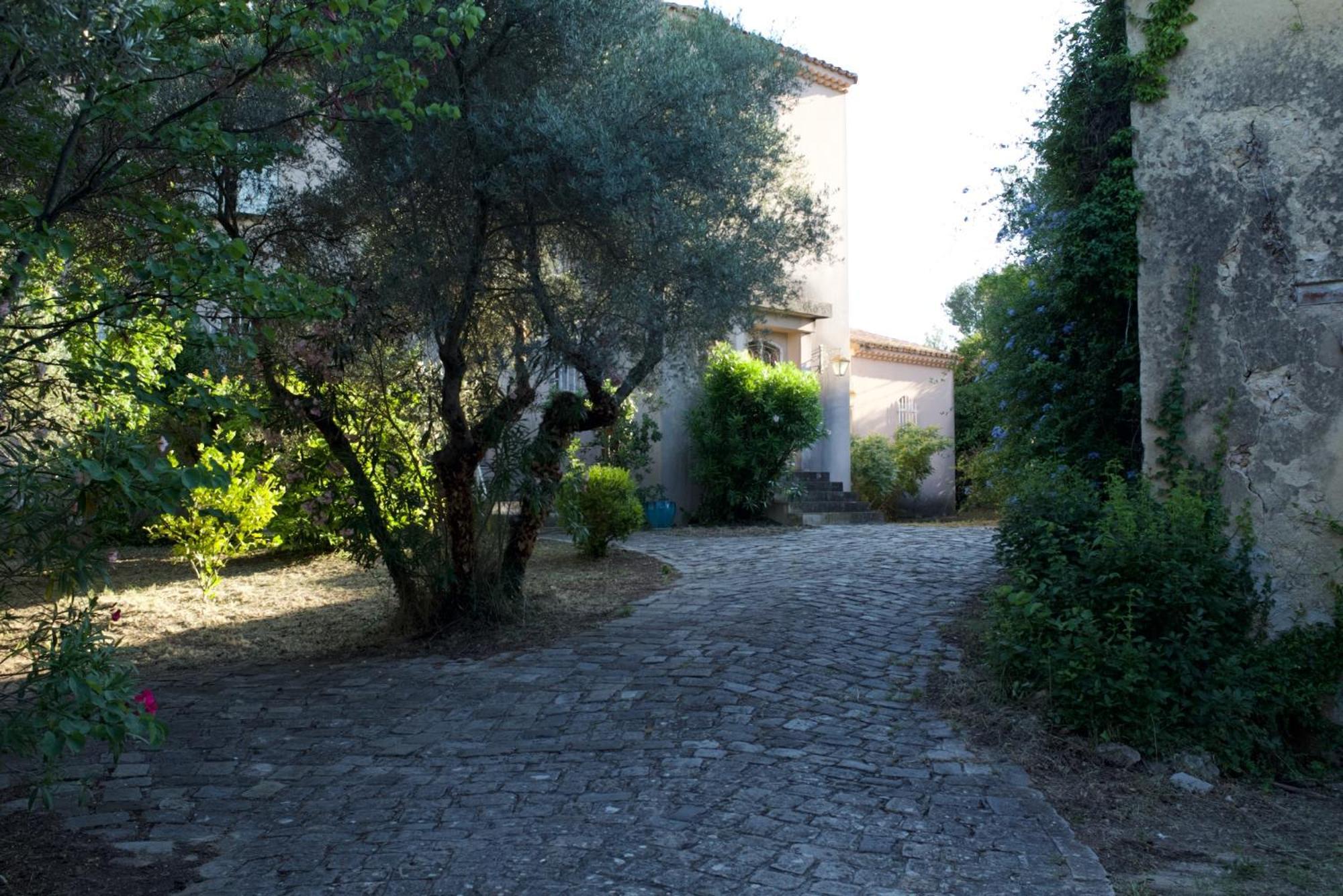 Grand Cedre *