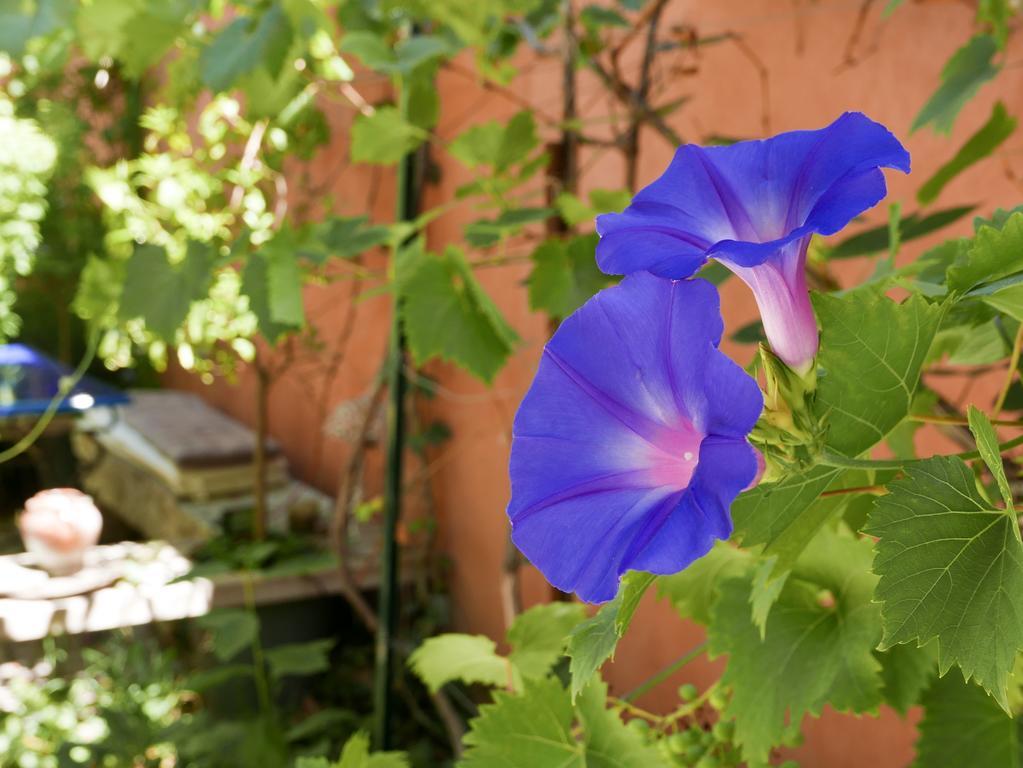 Vieux Port Panier Jardin Guest house *