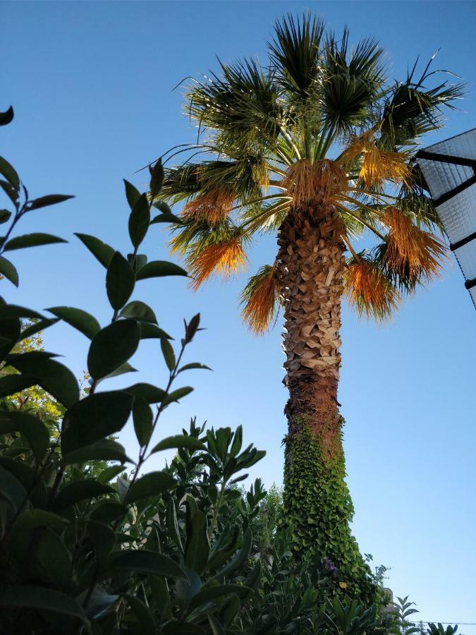 La Palmeraie