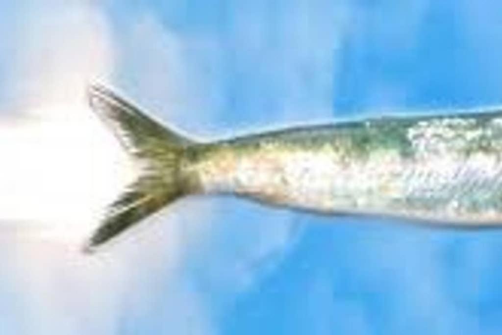 La Sardine Au Coeur Du Panier
